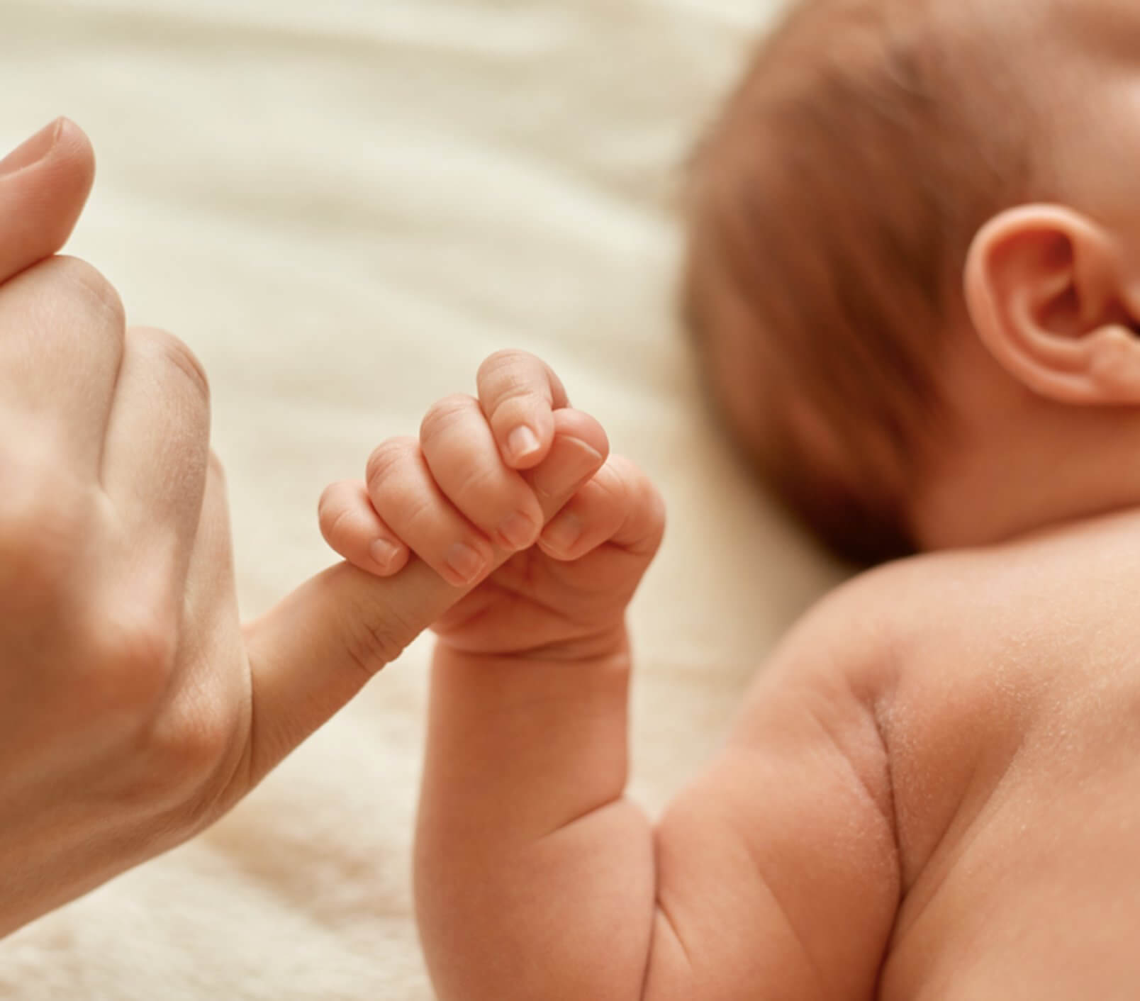 plexus brachialis ideghálózat ábrázolása anatómiai ábrán